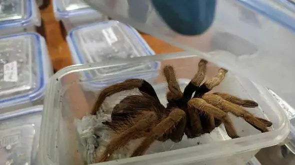 فیلم تجارت مرگبار حیات‌وحش/ مردی با 439 موجود خطرناک در فرودگاه دستگیر شد!