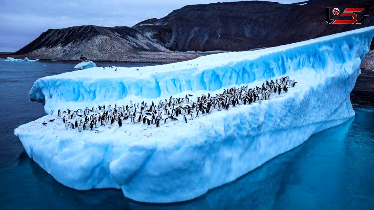 در قطب جنوب چه می گذرد؟ / رد پای موجوداتی که منقرض شده اند!