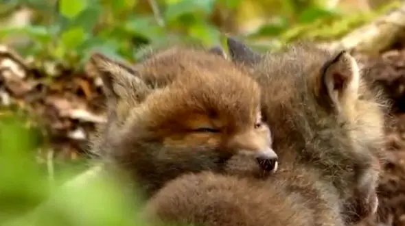 از تلاش های شیر برای رسیدن به شکار خود تا نهنگ های قاتل شکارچیان دریا  