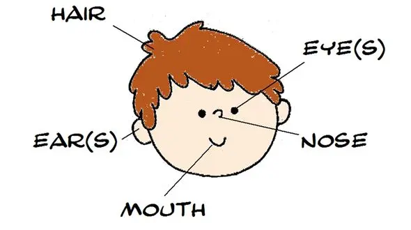 اعضای صورت در زبان انگلیسی + فیلم