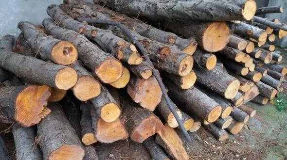 پیش‌نویس طرح جامع حفاظت از جنگل‌ها و مبارزه با قاچاق چوب در بررسی است