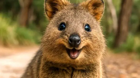 شادترین حیوان جهان را بشناسید + عکس و فیلم 