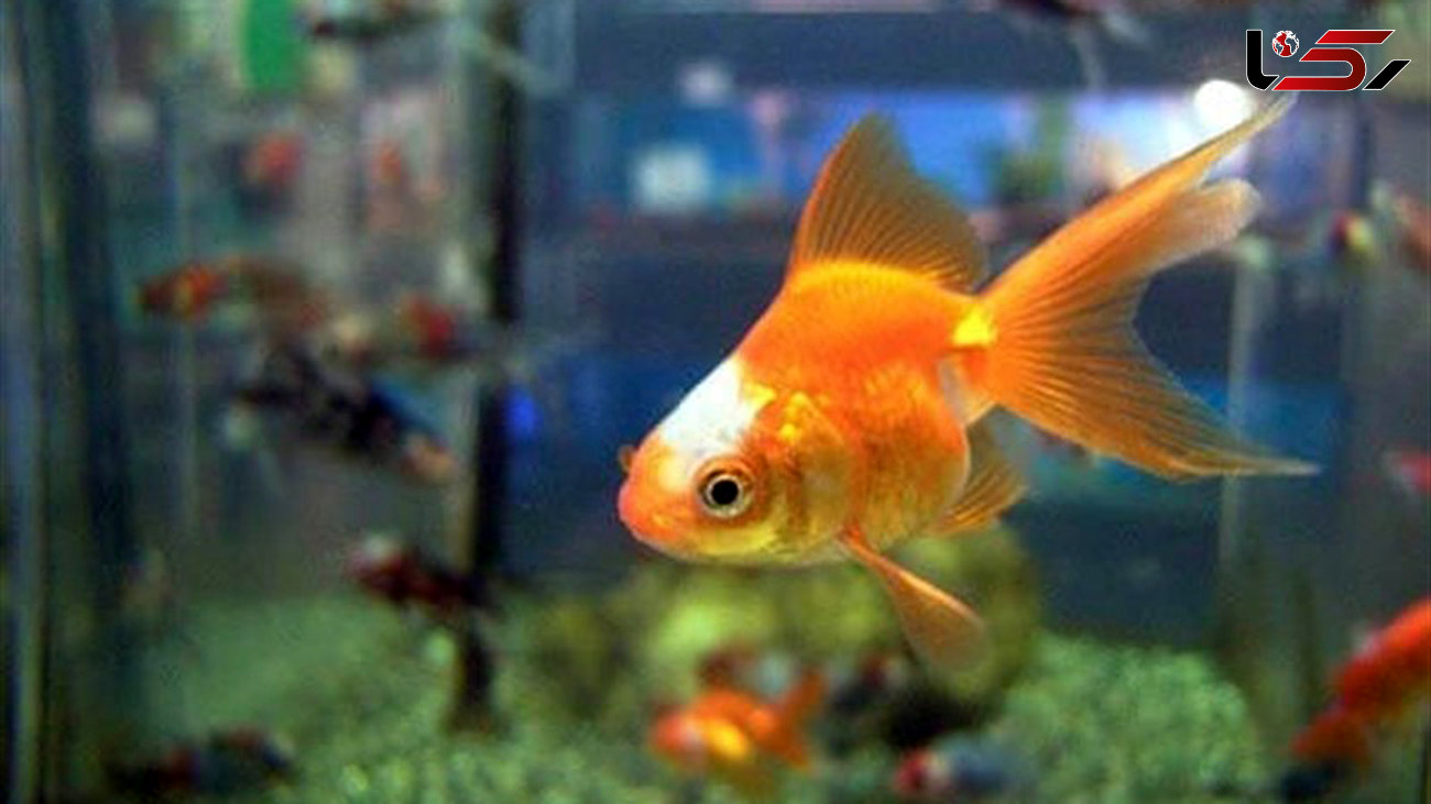 شیوه جالب ماهی قرمز برای زنده ماندن در آب یخ