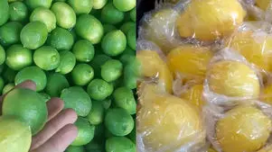 لیمو شیرازی با لیمو سنگی چه فرقی دارد؟