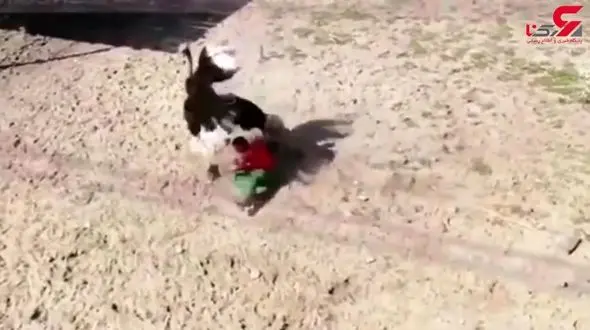 دعوای شترمرغ با مربی آموزش سیرک+فیلم