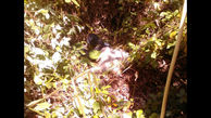 کشف جسد سیدحسن پس از 3 روز در پارک جنگلی نور + عکس 