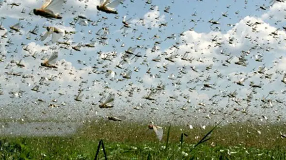 ملخ های صحرایی جنوب فارس را نشانه گرفتند