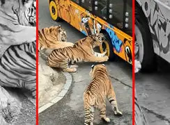 فیلم حمله ببر به خودروی گردشگران در پارک حیات وحش چین