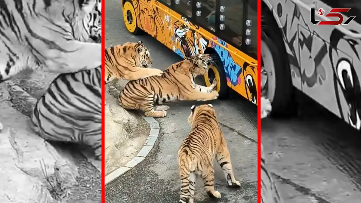 فیلم حمله ببر به خودروی گردشگران در پارک حیات وحش چین