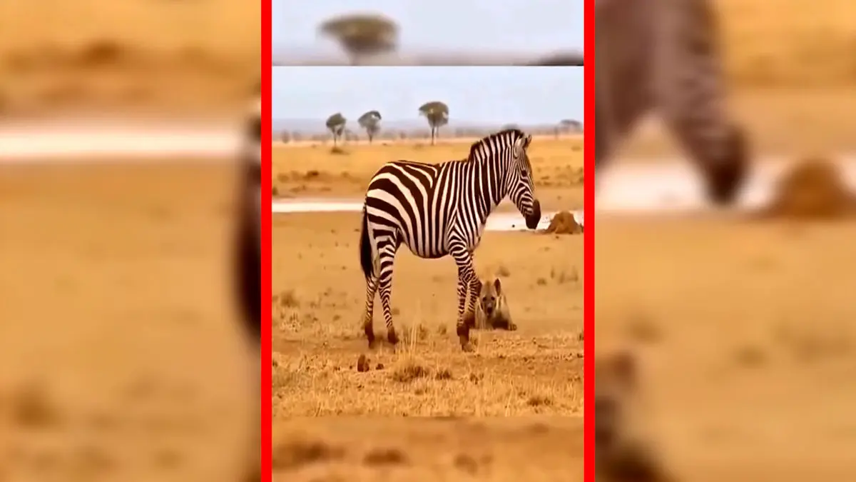 فیلم صداگذاری خنده‌دار روی کفتار و گورخر