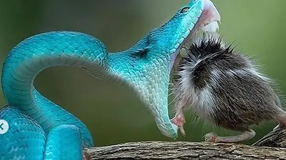 عکس های حیرت انگیز از شکارهای یک مار رنگی /  واقعا باورنکردنی 