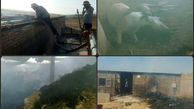 مرگ تلخ اسب ها در آتش سوزی یک اسطبل در خرم آباد + عکس 
