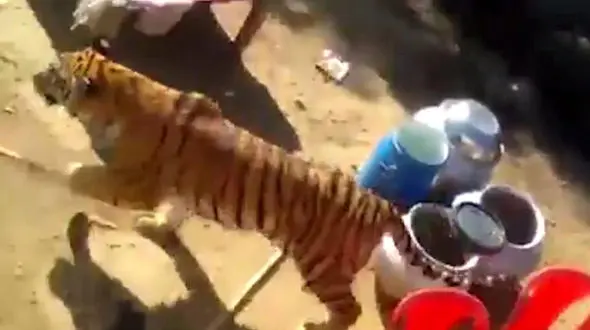 حمله خونین ببر به جشن عروسی+ فیلم و تصاویر تکاندهنده