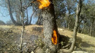 آتش سوزی جنگل‌های گچساران مهار شد