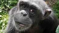 ابتلای یک شامپانزه به ناهنجاری کروموزومی +تصاویر