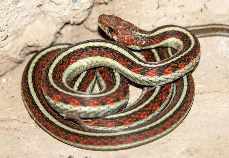 مار2