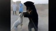  فیلم دلخراش خرس آزاری در جنگ سگ های آموزش دیده ! / اینجا جهان سوم است !