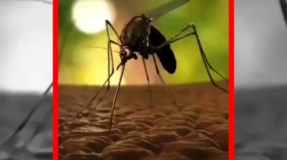 فیلم بیماری چگونه از نیش پشه منتقل می شوند