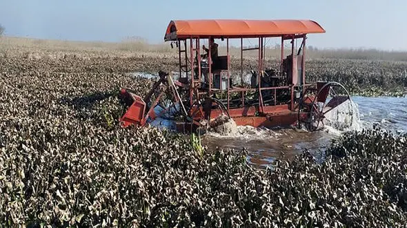 پاکسازی گیاه مهاجم سنبل آبی در تالاب بین‌المللی انزلی