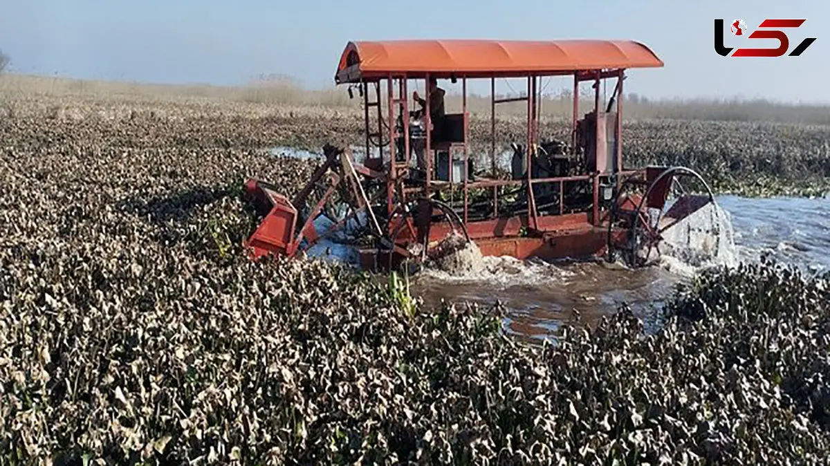 پاکسازی گیاه مهاجم سنبل آبی در تالاب بین‌المللی انزلی