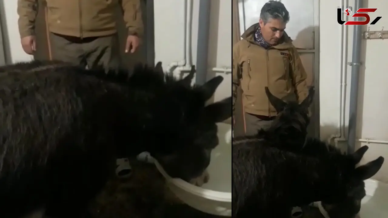 فیلم نجات 2 خر گرسنه از برف توسط مرد پیرانشهری
