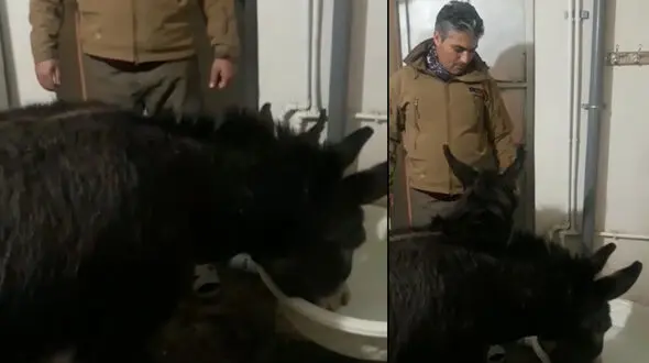 فیلم نجات 2 خر گرسنه از برف توسط مرد پیرانشهری