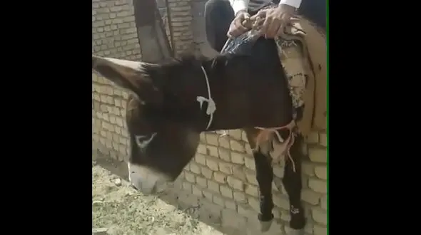 فیلم شکنجه دردناک یک الاغ  که واکنش پرویز پرستویی راهمراه داشت + فیلم