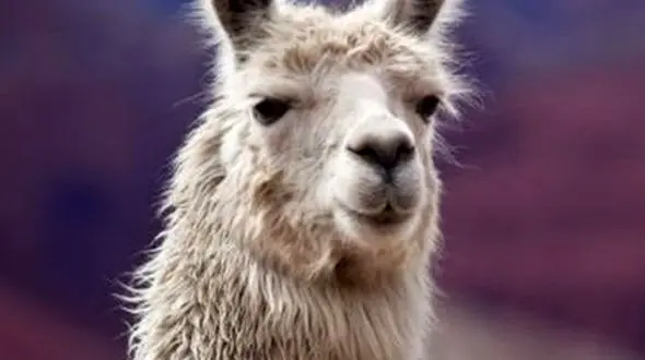 از درگیری بین دو لاما تا لحظه شکار ماهی توسط لک لک