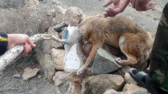 همه نگران این شغال شدند ! + عکس عجیب