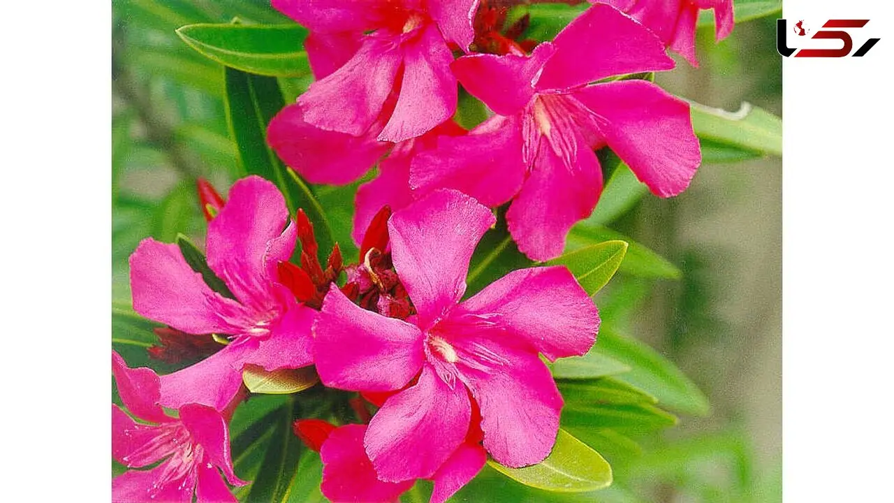 ایست قلبی با چیدن گل خرزهره/ تاثیرات منفی گل خرزهره