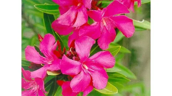 ایست قلبی با چیدن گل خرزهره/ تاثیرات منفی گل خرزهره