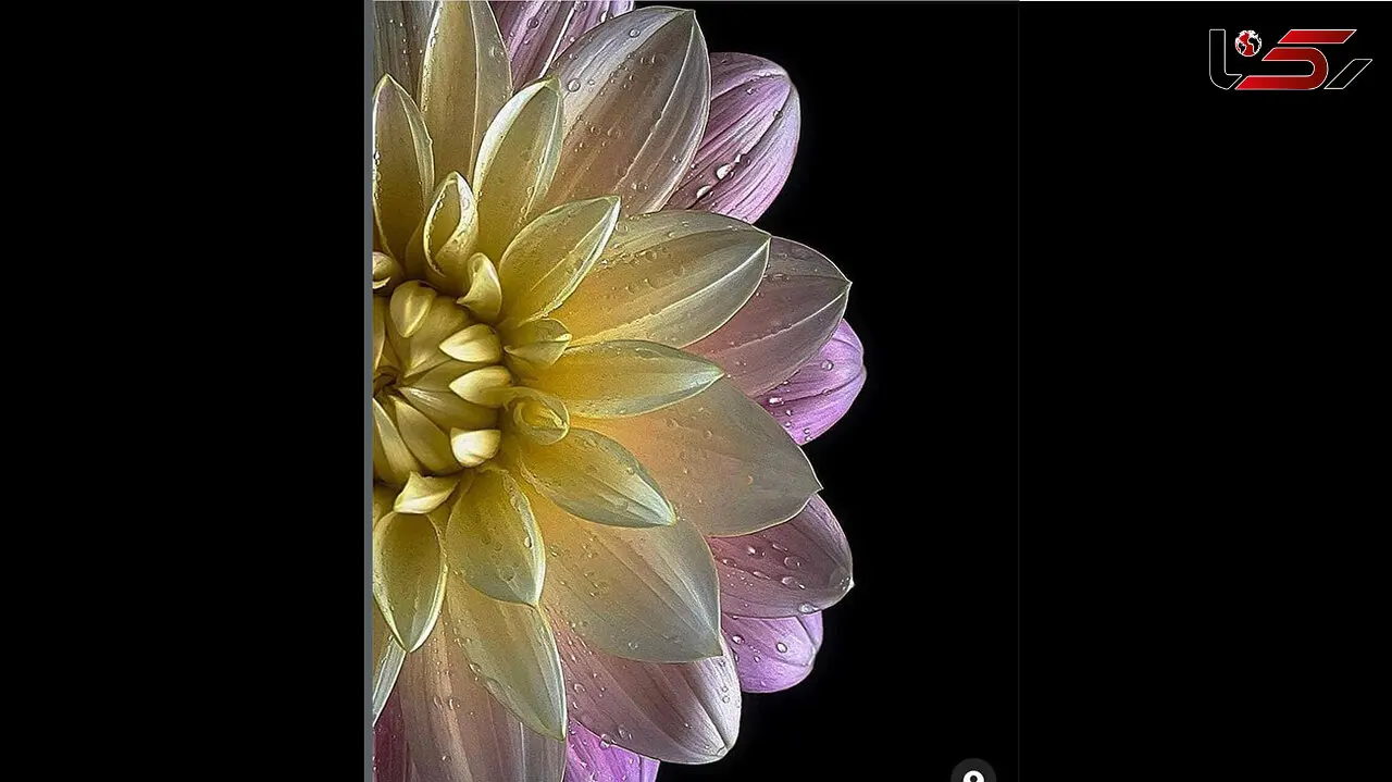 فال ابجد امروز / 12 دی ماه + فیلم 