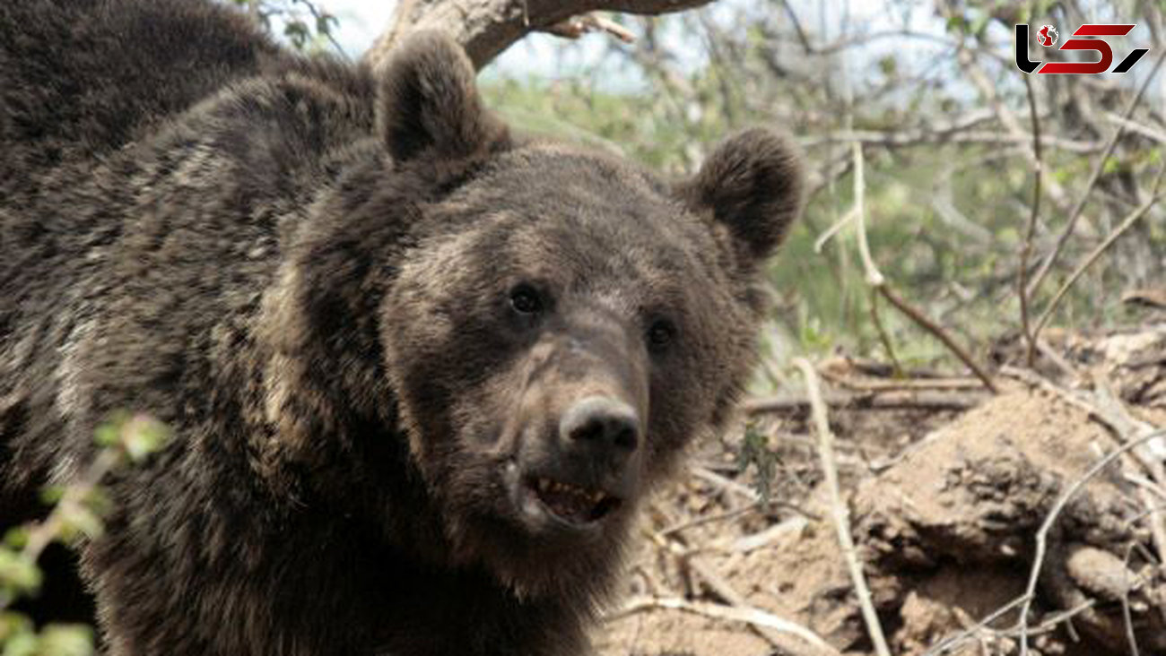 تشکیل نیروهای مردمی برای حفاظت از خرس‌های ایران