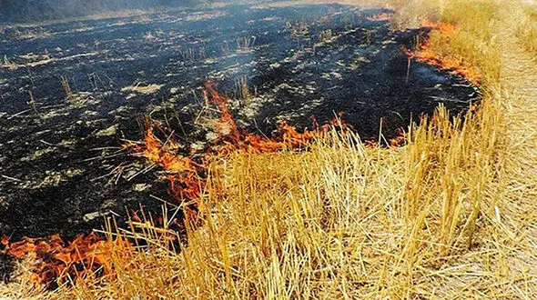 سوزاندن زمین کشاورزی جرم است!