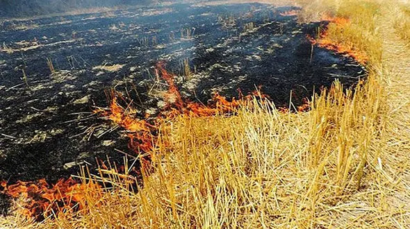 سوزاندن زمین کشاورزی جرم است!