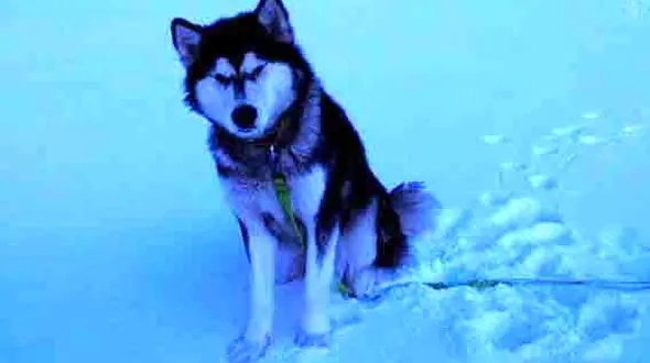 این سگ جان کوهنورد مجروح را نجات داد