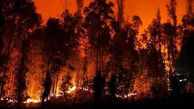 فیلم آتش سوزی مرگبار در جنگل های شیلی / 46 نفر زنده زنده سوختند