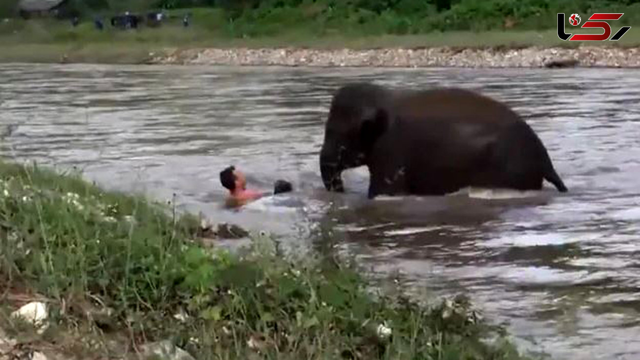 اقدام فداکارانه بچه فیل برای نجات یک مرد+عکس