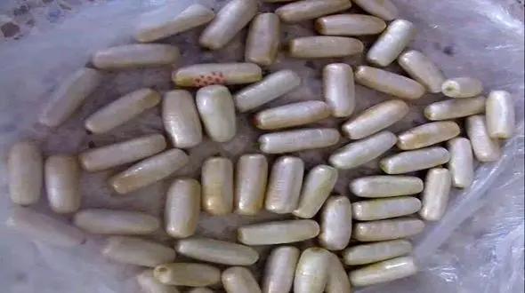 قاچاق تریاک به روش بلع در قائن/ یک کیلو مواد مخدر در معده مسافر