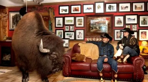 بوفالوی یک تنی حیوان خانگی شد +تصاویر