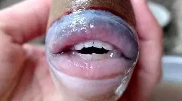 کشف موجود عجیب الخلقه در دریای مالزی + عکس