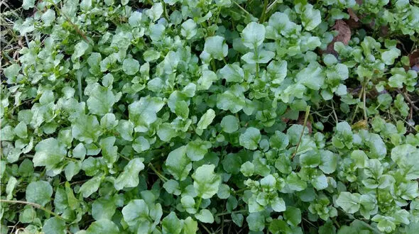 خواص بولاغ اوتی (علف چشمه) / بولاغ اوتی دوست و دشمن زنان!