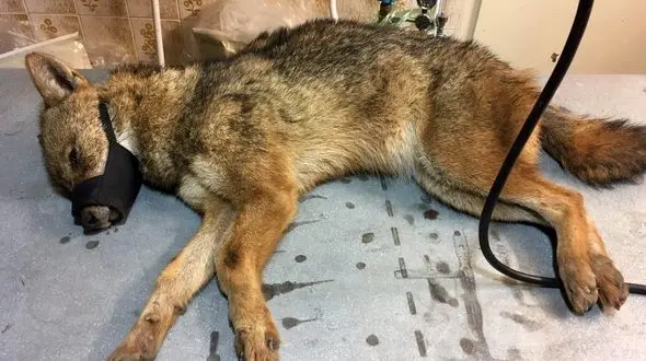 رهاسازی شغال مسموم پس از درمان در بابل + فیلم و تصاویر