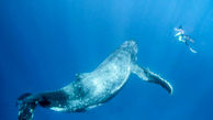 زیباترین تصاویر از شنای غواص کنار نهنگی غول پیکر