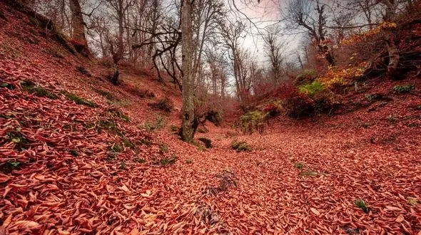 چرا دردهای مفصلی در پاییز شدت می‌ گیرد؟