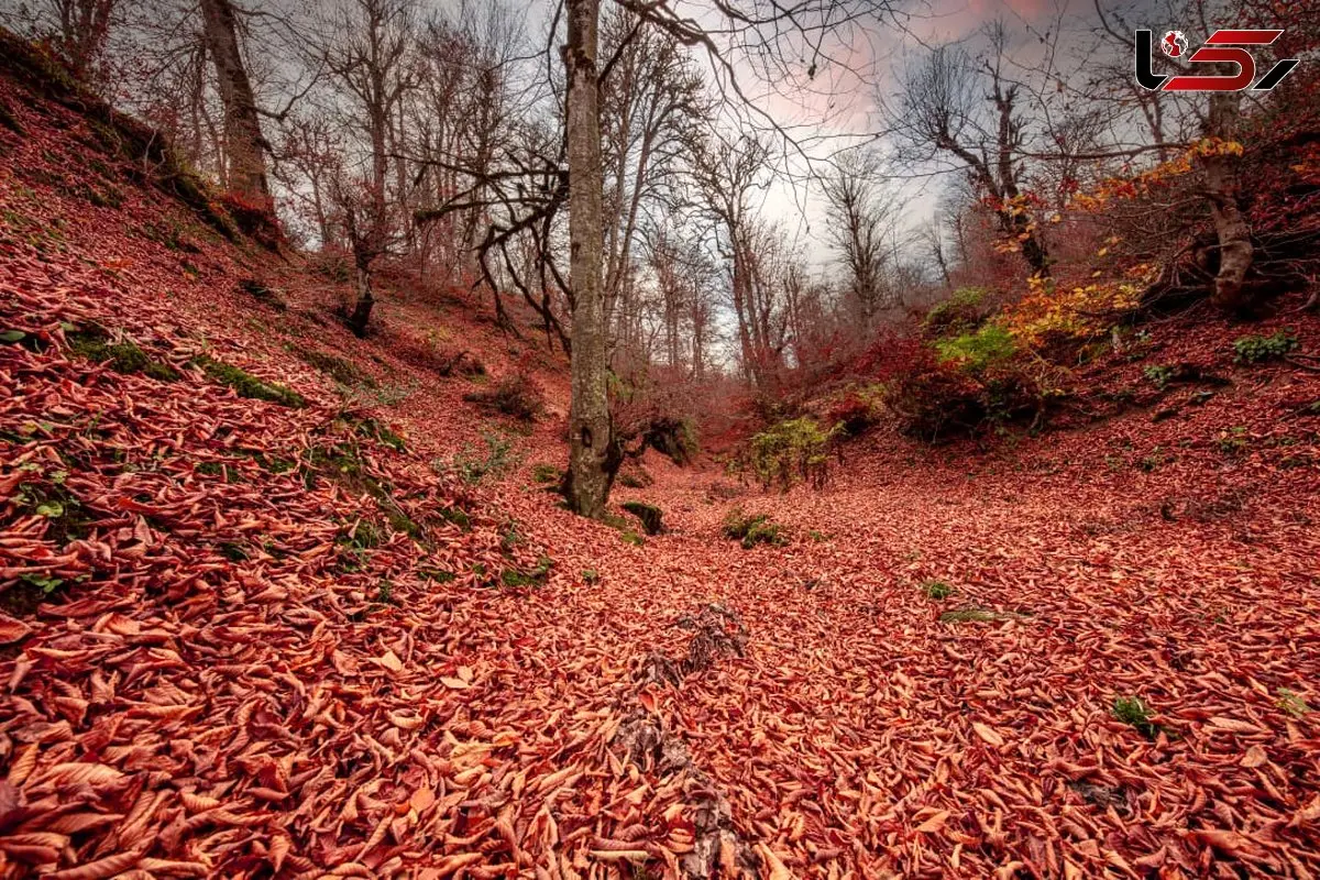 چرا دردهای مفصلی در پاییز شدت می‌ گیرد؟