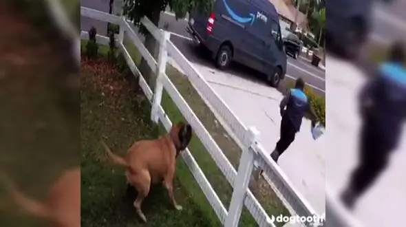 فرار دیدنی یک مرد از دست سگ خانگی + فیلم