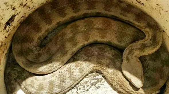 وحشت اهالی تبریز از مار سمی در پارک پیوند + عکس 