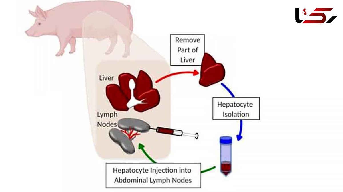 کبد کمکی در بدن خوک‌ها