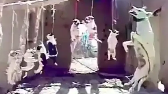 فیلم دار زدن سگ مادر و 7 توله اش / این سگ کش بی رحم را معرفی کنید